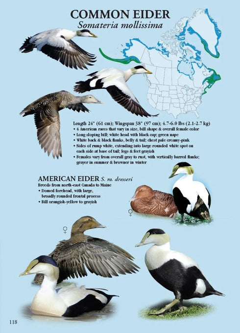 North American Ducks, Geese and Swans: an identification guide - Frank Todd 2018
